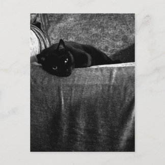 黒猫のコンフィのはがき ポストカード