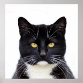 黒猫の写真 ポスター (正面)