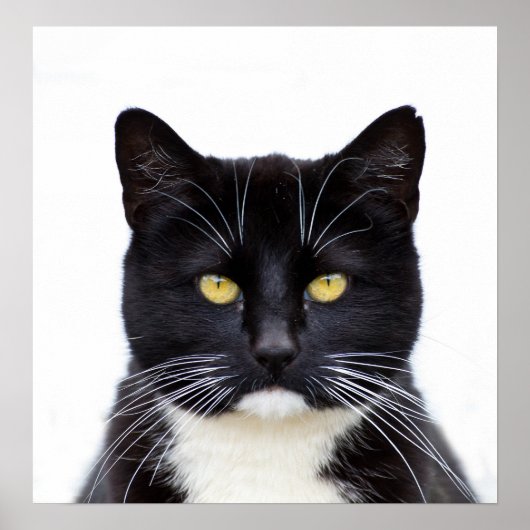 黒猫の写真 ポスター (正面)
