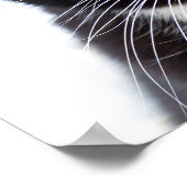 黒猫の写真 ポスター (角)