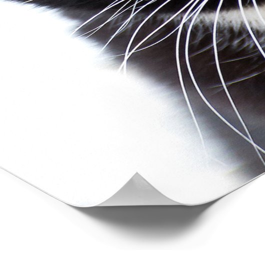 黒猫の写真 ポスター (角)