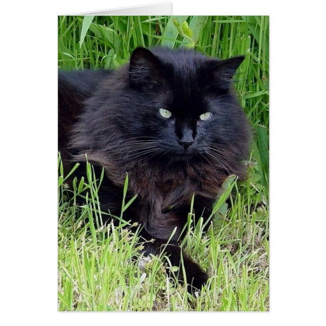黒猫の柔らかく長い毛のネコ科の豪奢な誇りを持った (正面)