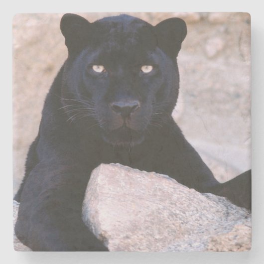 黒猫の石のコースター ストーンコースター (正面)