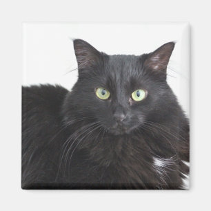 黒猫の磁石 マグネット