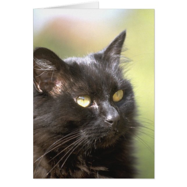 黒猫の頭部の勉強 (正面)