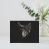 黒猫はがき ポストカード (スタンド正面)