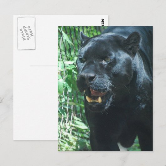 黒猫はがき ポストカード (正面/裏面)