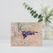 黒猫はがき ポストカード (スタンド正面)