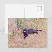 黒猫はがき ポストカード (正面/裏面)