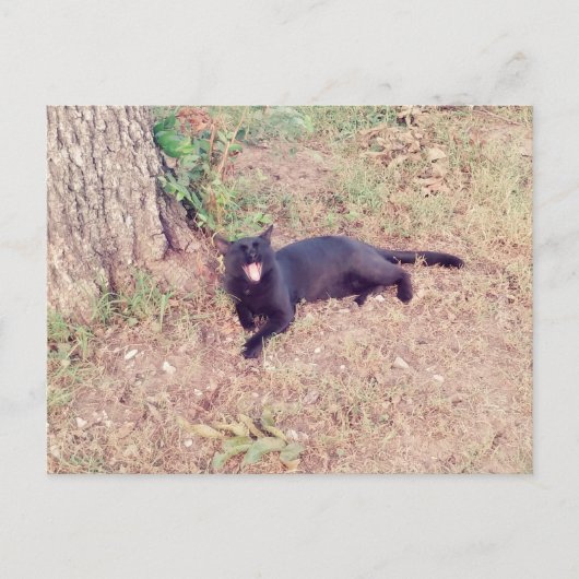黒猫はがき ポストカード (正面)
