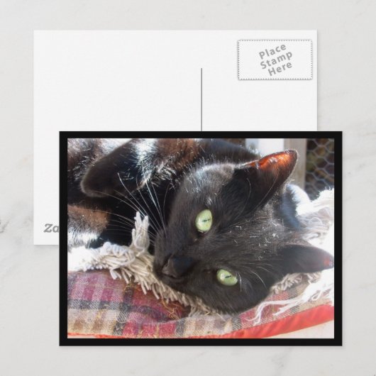 黒猫はがき ポストカード (正面/裏面)