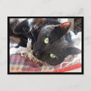 黒猫はがき ポストカード