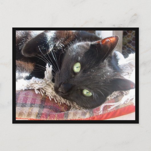 黒猫はがき ポストカード (正面)
