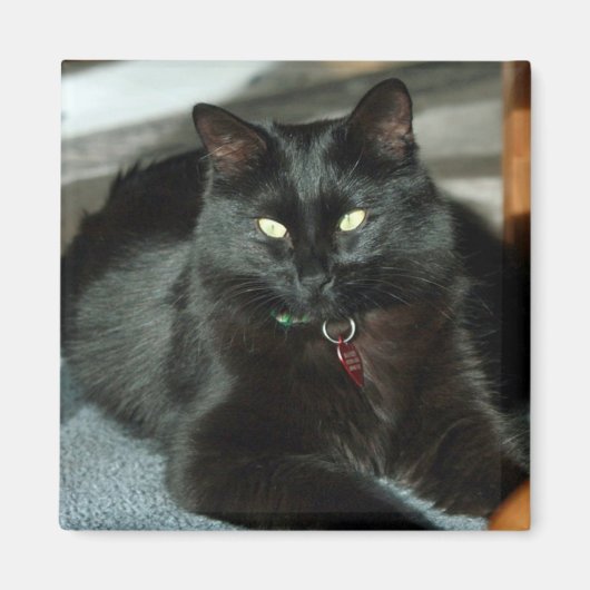 黒猫は太陽の磁石を楽しむ マグネット (正面)