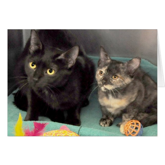 黒猫またはTortoiseshellの子ネコの挨拶またはメッセージカード (正面横)