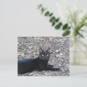 黒猫フォトポストカード ポストカード (スタンド正面)