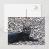 黒猫フォトポストカード ポストカード (正面/裏面)