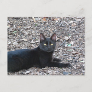 黒猫フォトポストカード ポストカード