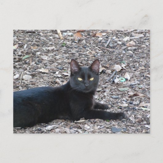 黒猫フォトポストカード ポストカード (正面)
