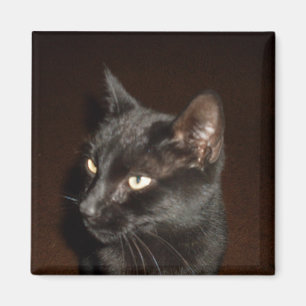 黒猫マグネット マグネット
