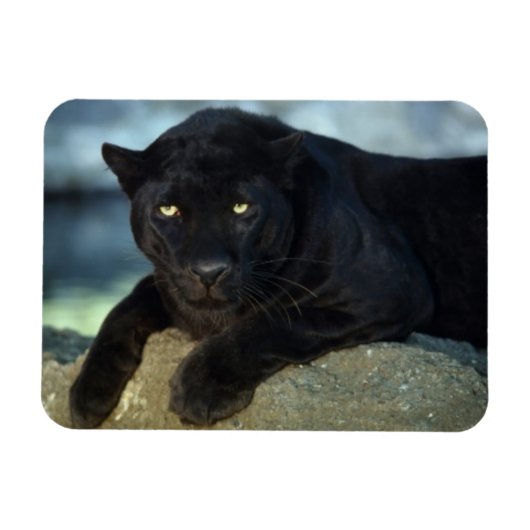 黒猫マグネット マグネット (横)