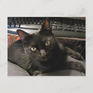 黒猫ロック ポストカード