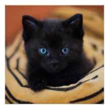 黒猫光沢ポスター