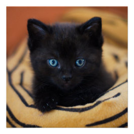 黒猫光沢ポスター ポスター