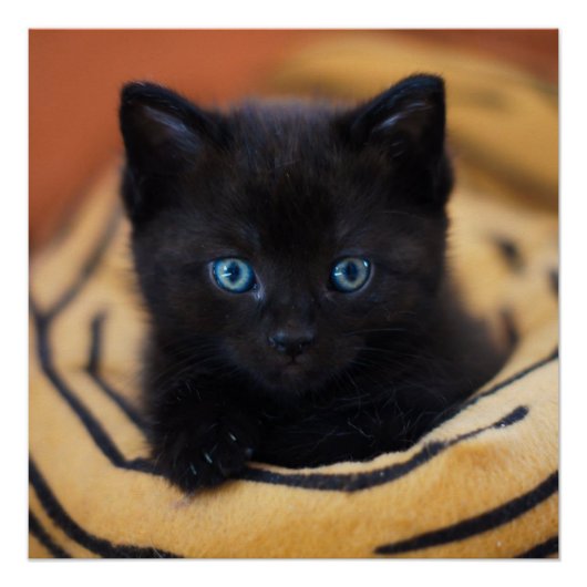 黒猫光沢ポスター ポスター (正面)