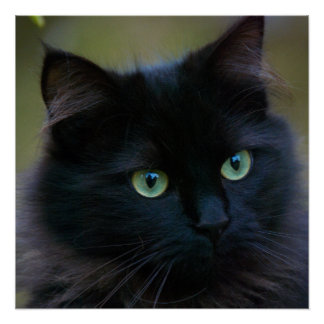 黒猫好き ポスター