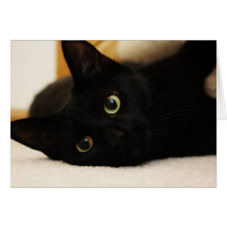 黒猫