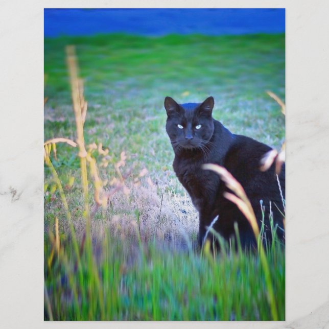 黒猫 (正面)