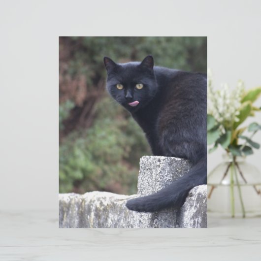 黒猫 (スタンド正面)