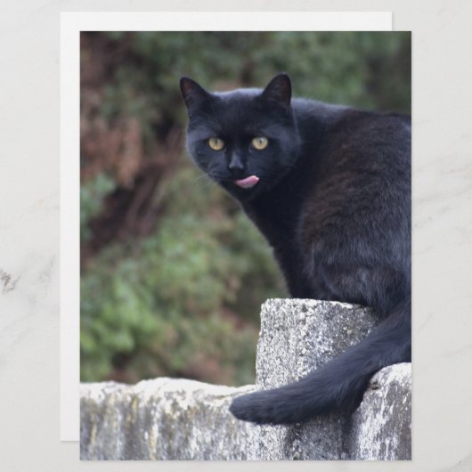 黒猫 (正面/裏面)