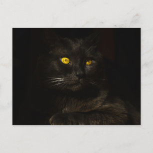 黒猫 – はがき