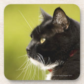 黒猫 コースター (正面)