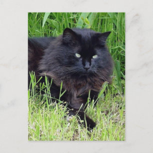 黒猫 フワフワ 長毛 猫 堂々 とした 自信 ポストカード