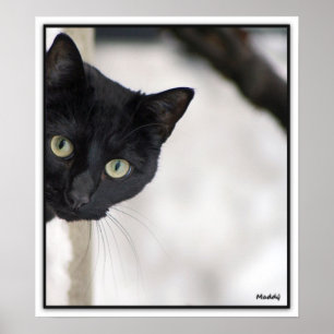 黒猫-ボーダーを持つ… ポスター
