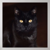 黒猫 ポスター (正面)