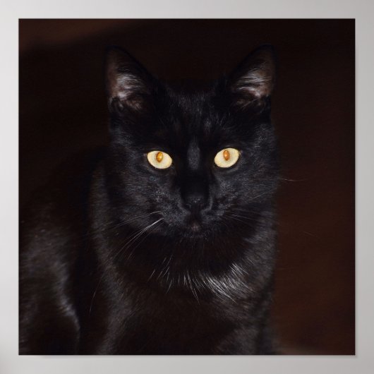 黒猫 ポスター (正面)