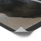 黒猫 ポスター (角)