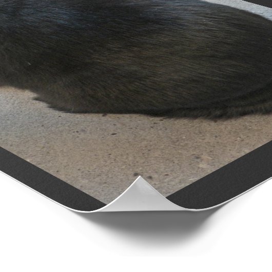 黒猫 ポスター (角)