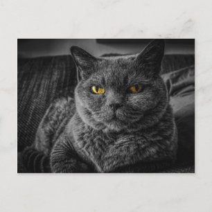 黒猫 ポストカード