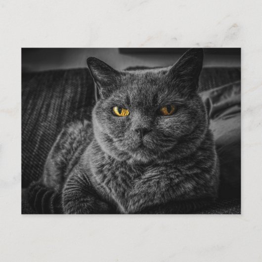 黒猫 ポストカード (正面)