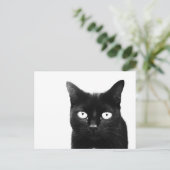 黒猫 ポストカード (スタンド正面)