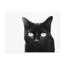 黒猫