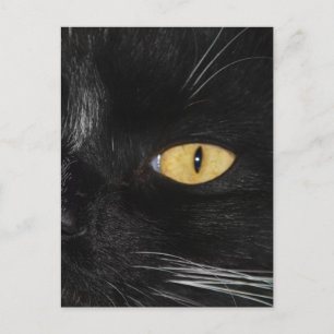 黒猫 ポストカード