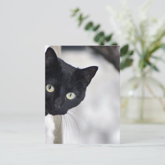 黒猫 ポストカード (スタンド正面)