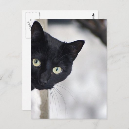 黒猫 ポストカード (正面/裏面)