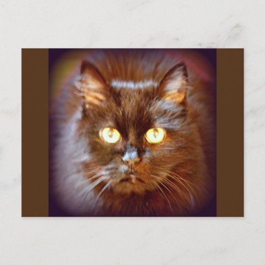 黒猫 ポストカード (正面)